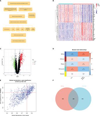 Construction of a neural network diagnostic model for renal fibrosis and investigation of immune infiltration characteristics